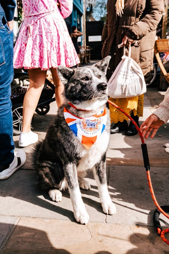 A grey-muzzled senior dog in a Union Jack bandana on a UK street