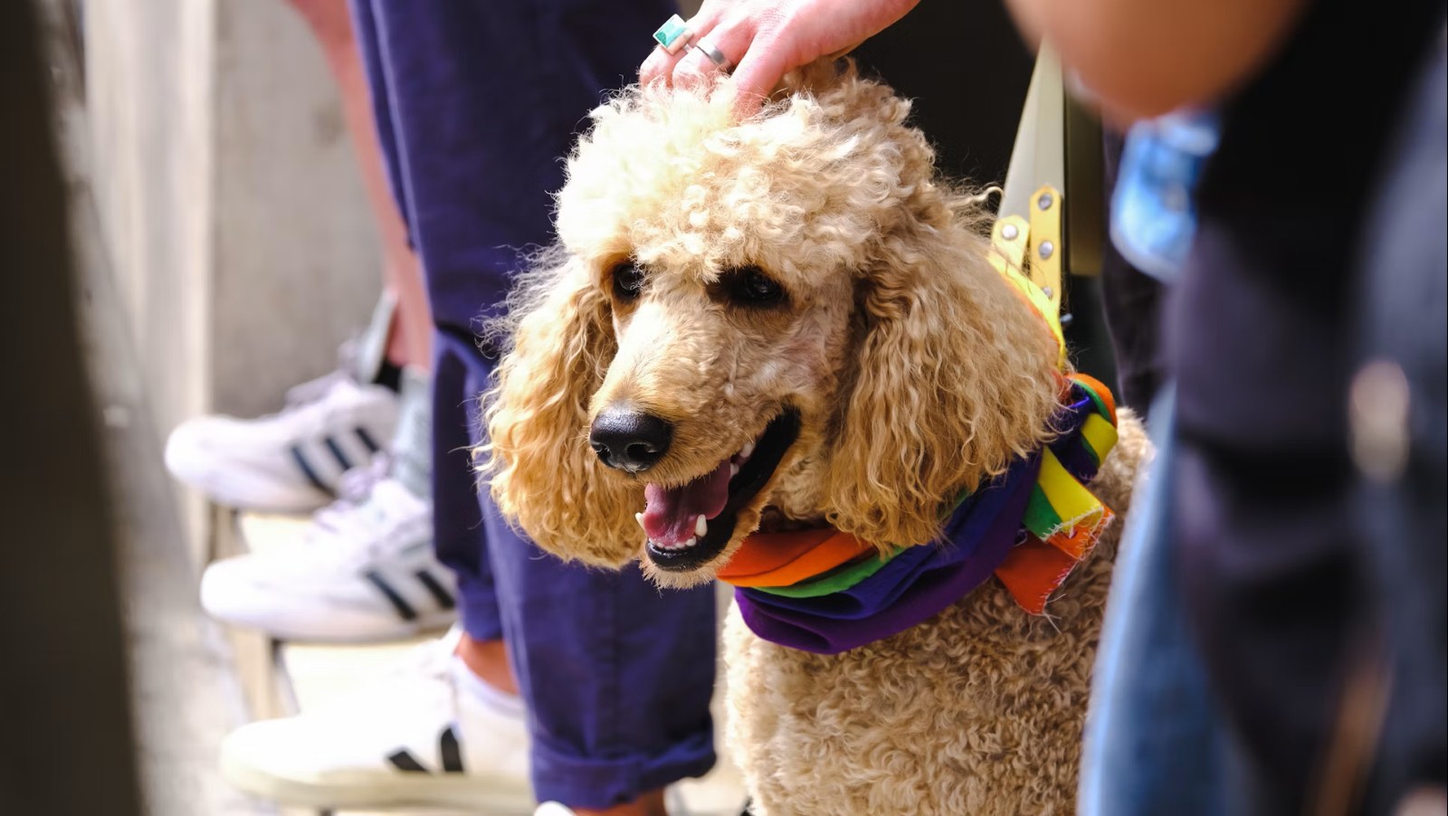 A hand lovingly resting on a smiling poodle's head in the sun