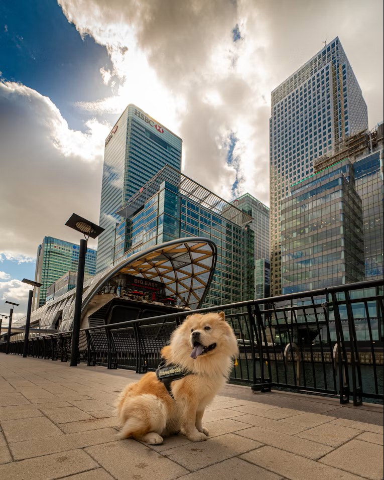 A fluffy dog sitting happily in front of the London skyline