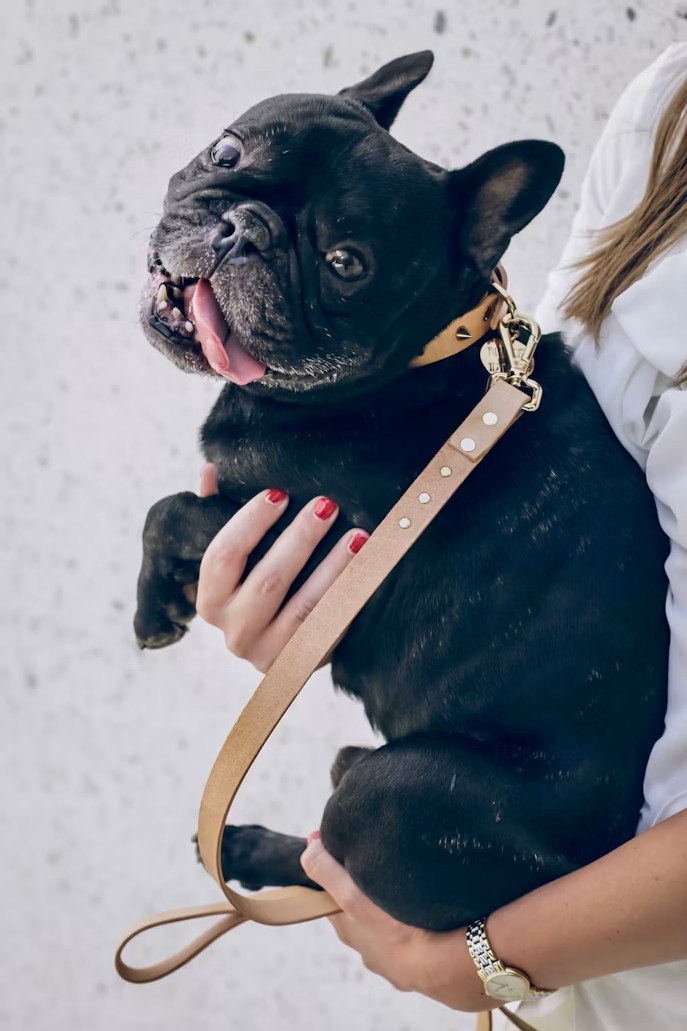 A woman cradling her happy black French bulldog in her arms