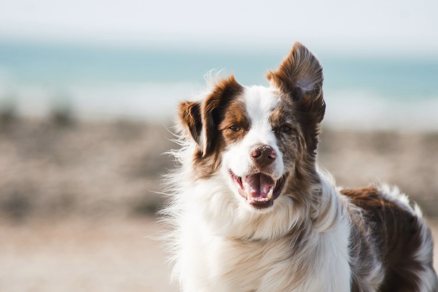 A joyful collie running on a sunny beach, mouth open